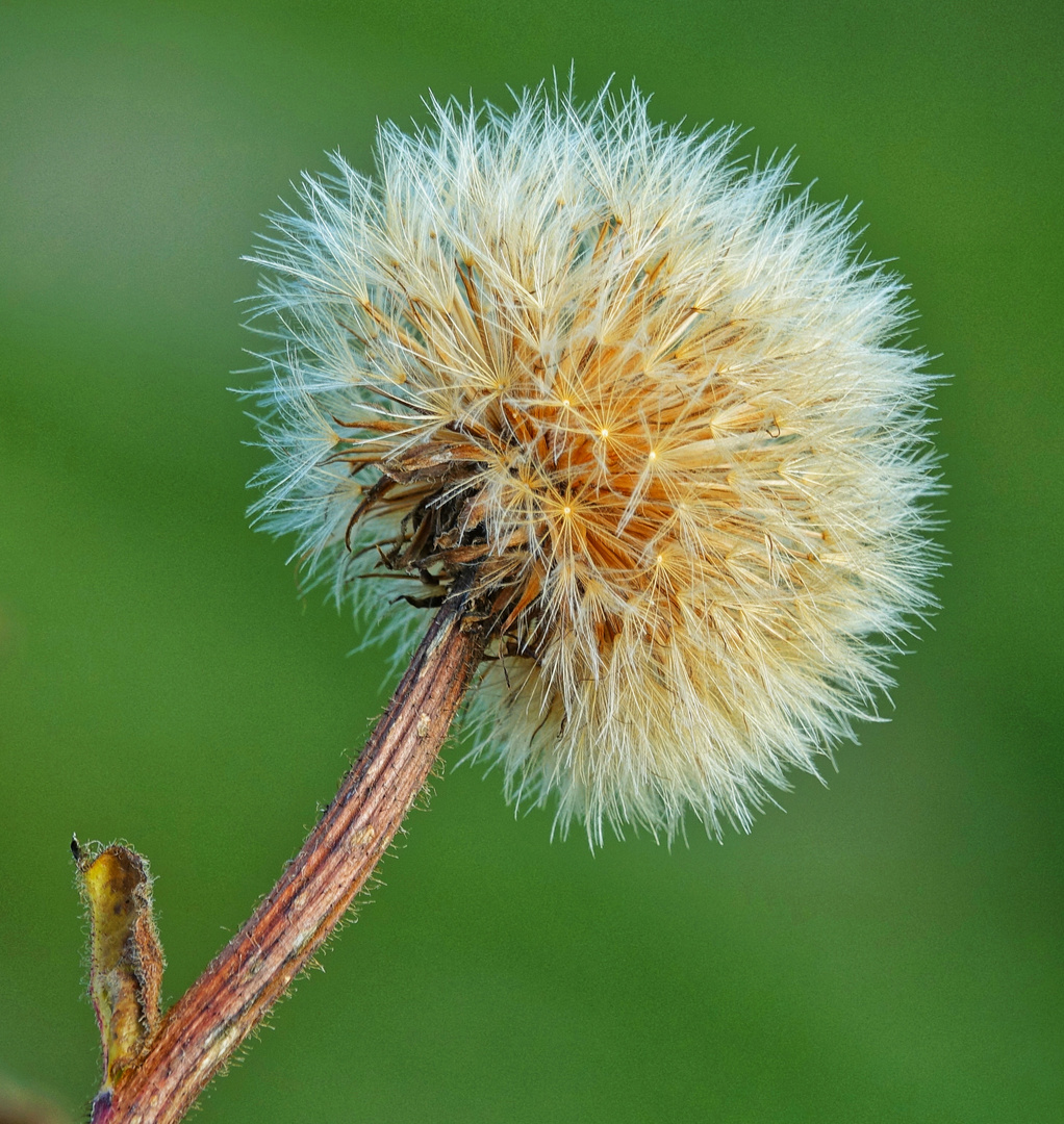 Pusteblüte