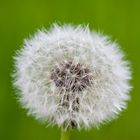 Pusteblume