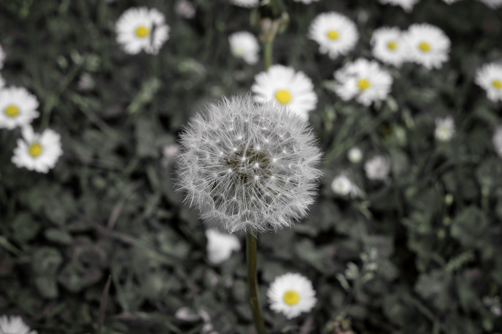 Pusteblume