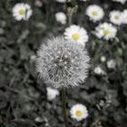 Pusteblume