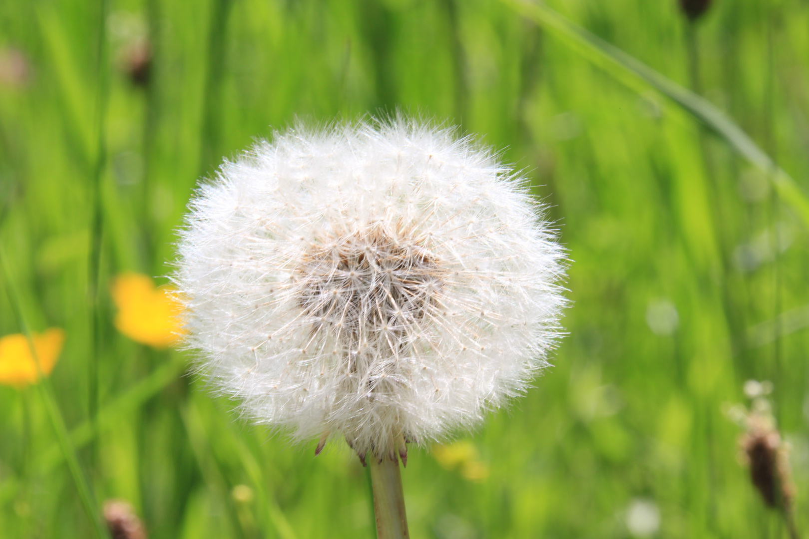 Pusteblume