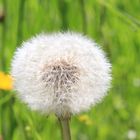 Pusteblume