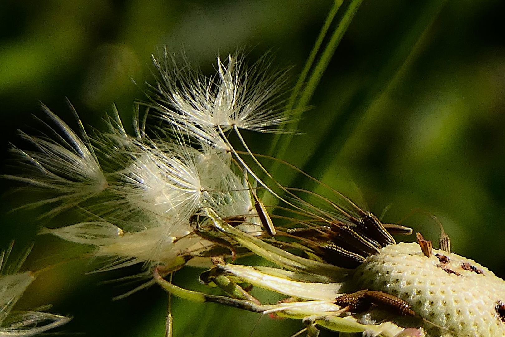 Pusteblume