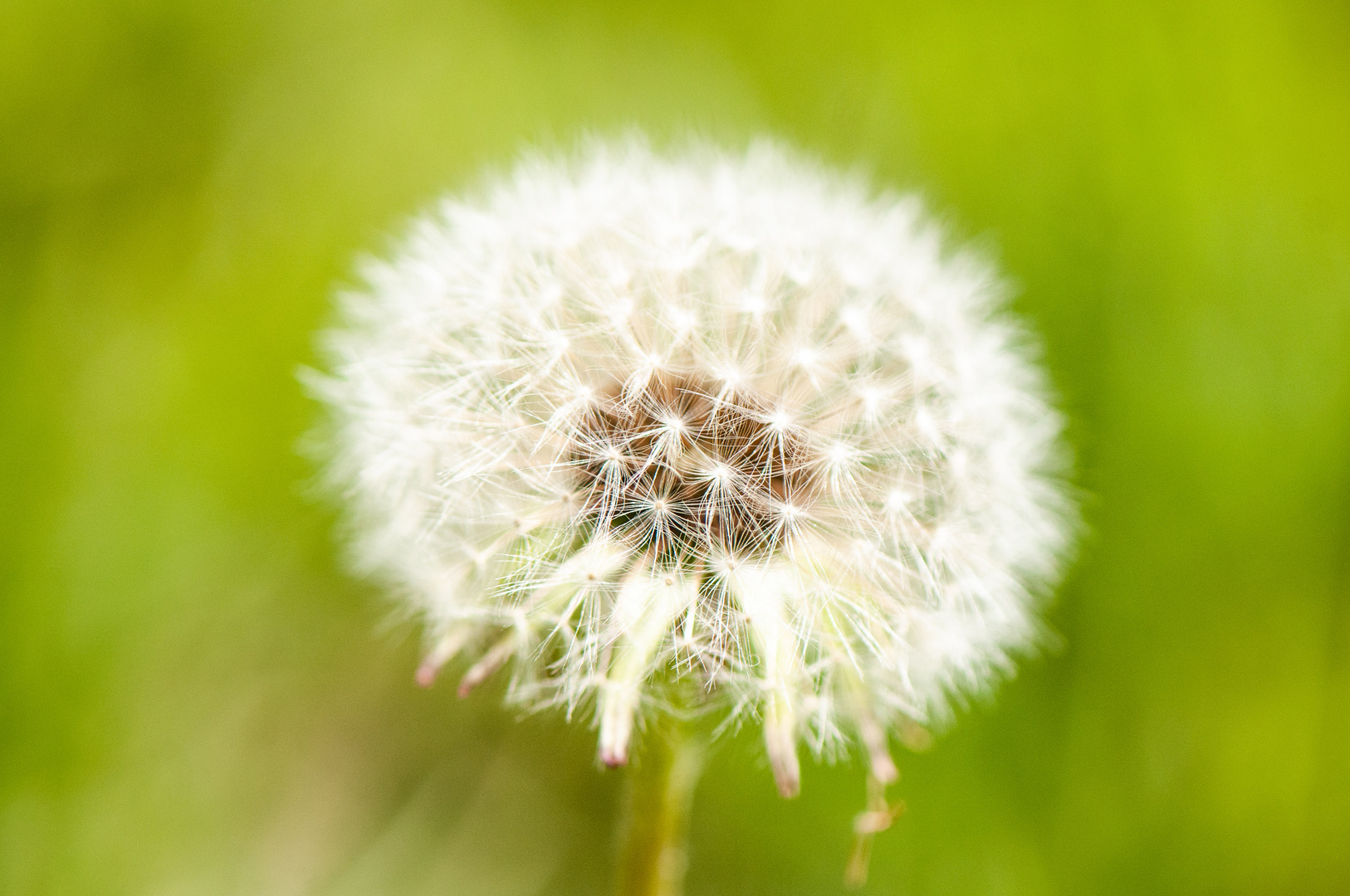 Pusteblume