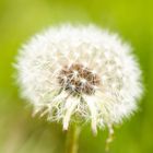 Pusteblume