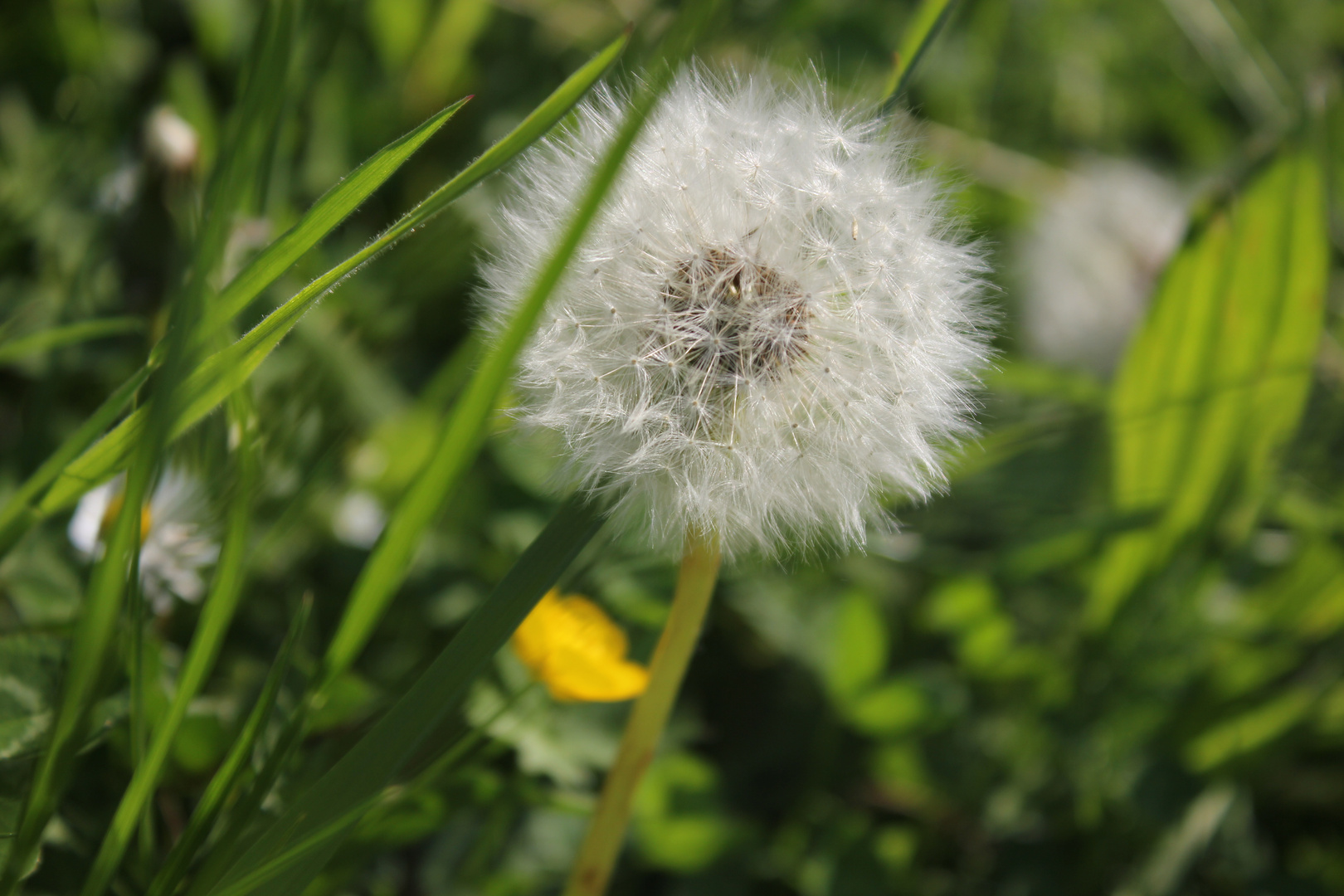 Pusteblume