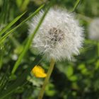 Pusteblume