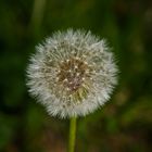 Pusteblume