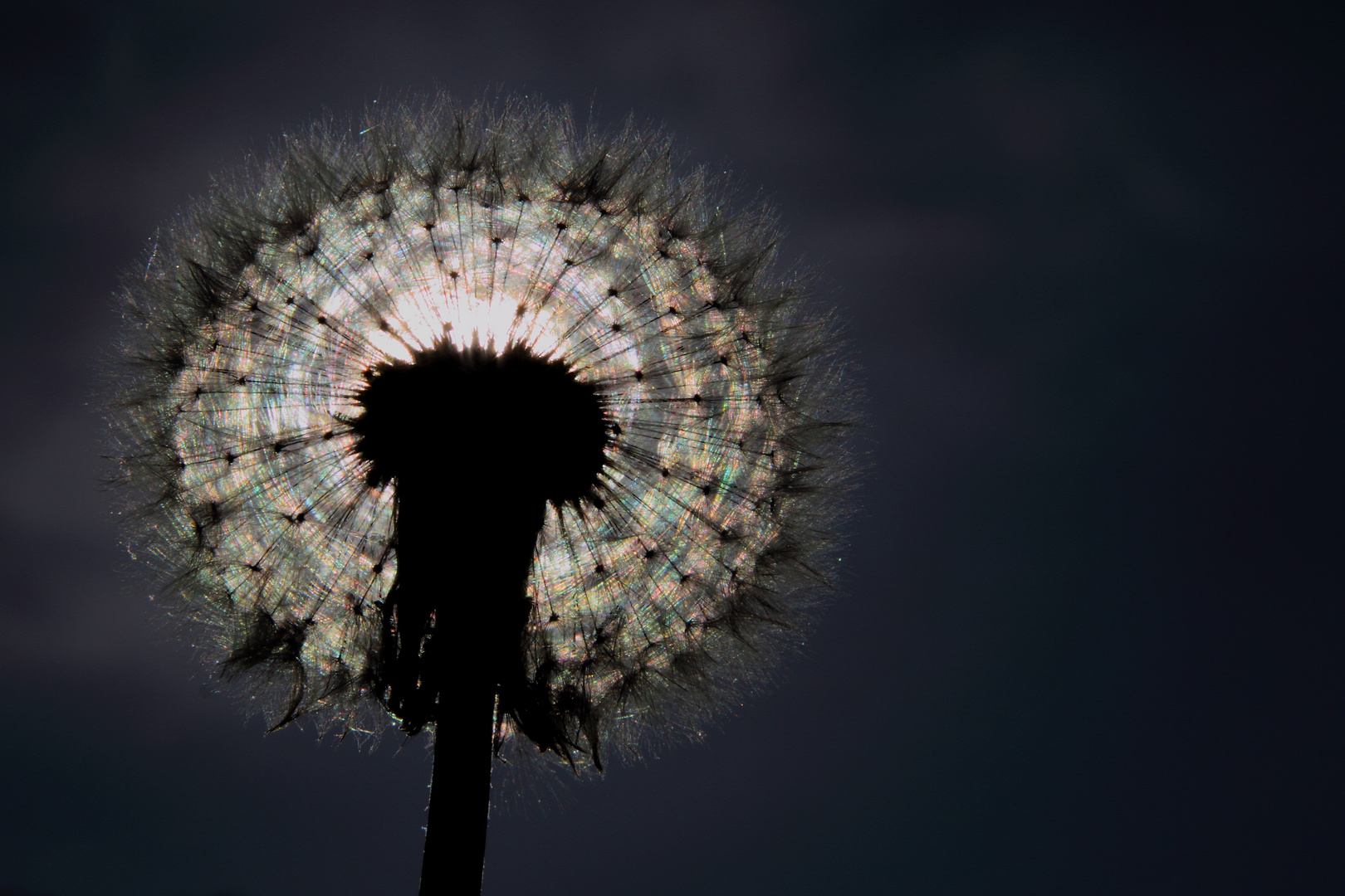 Pusteblume