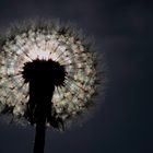 Pusteblume