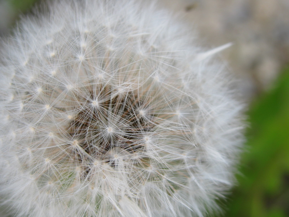 Pusteblume