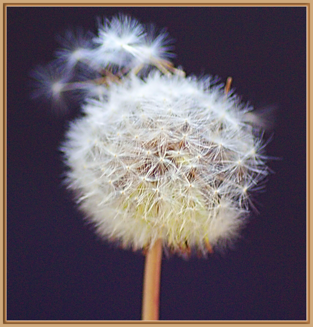 Pusteblume