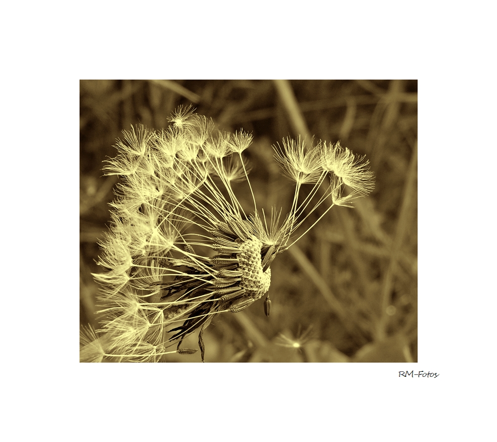 Pusteblume