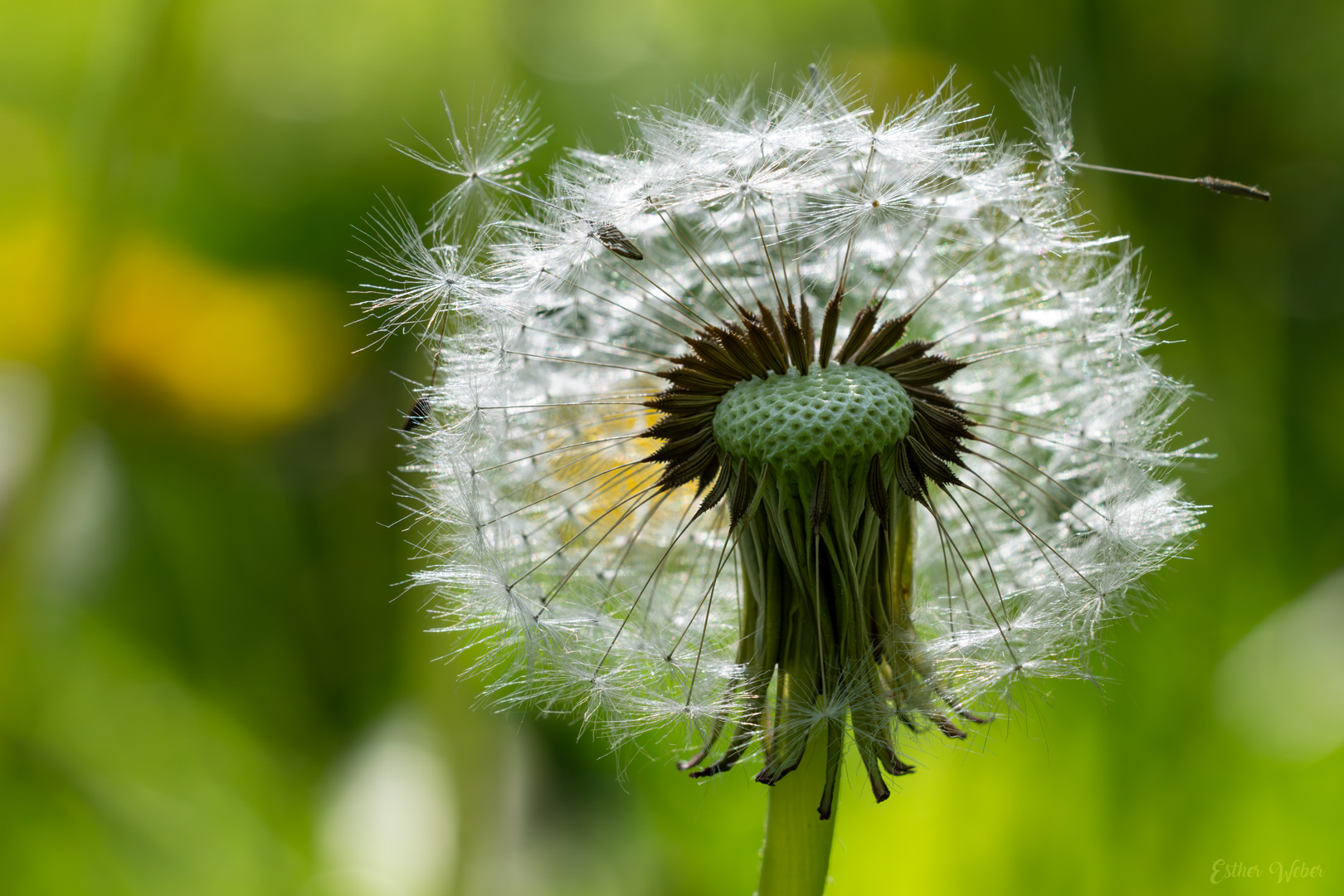 Pusteblume