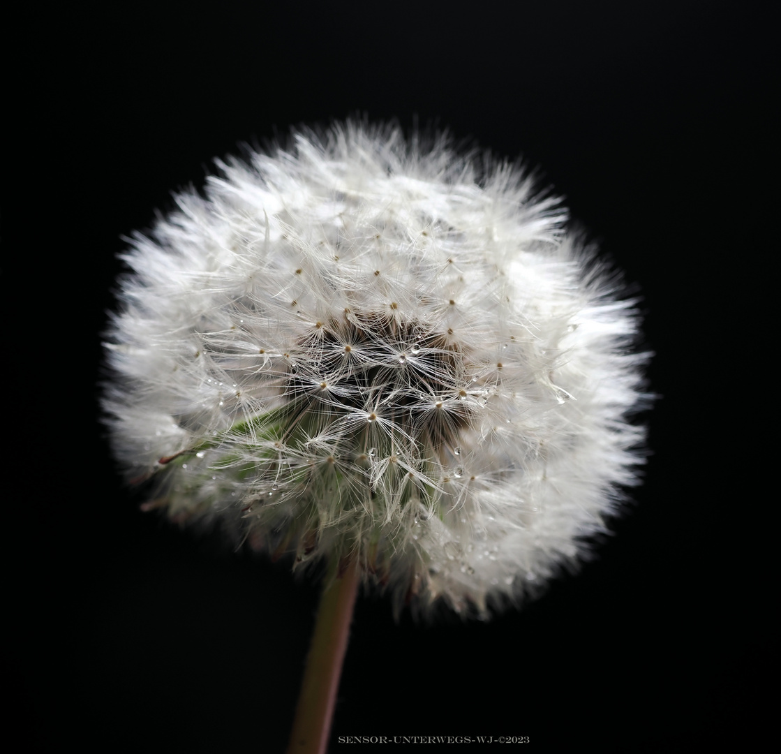 Pusteblume