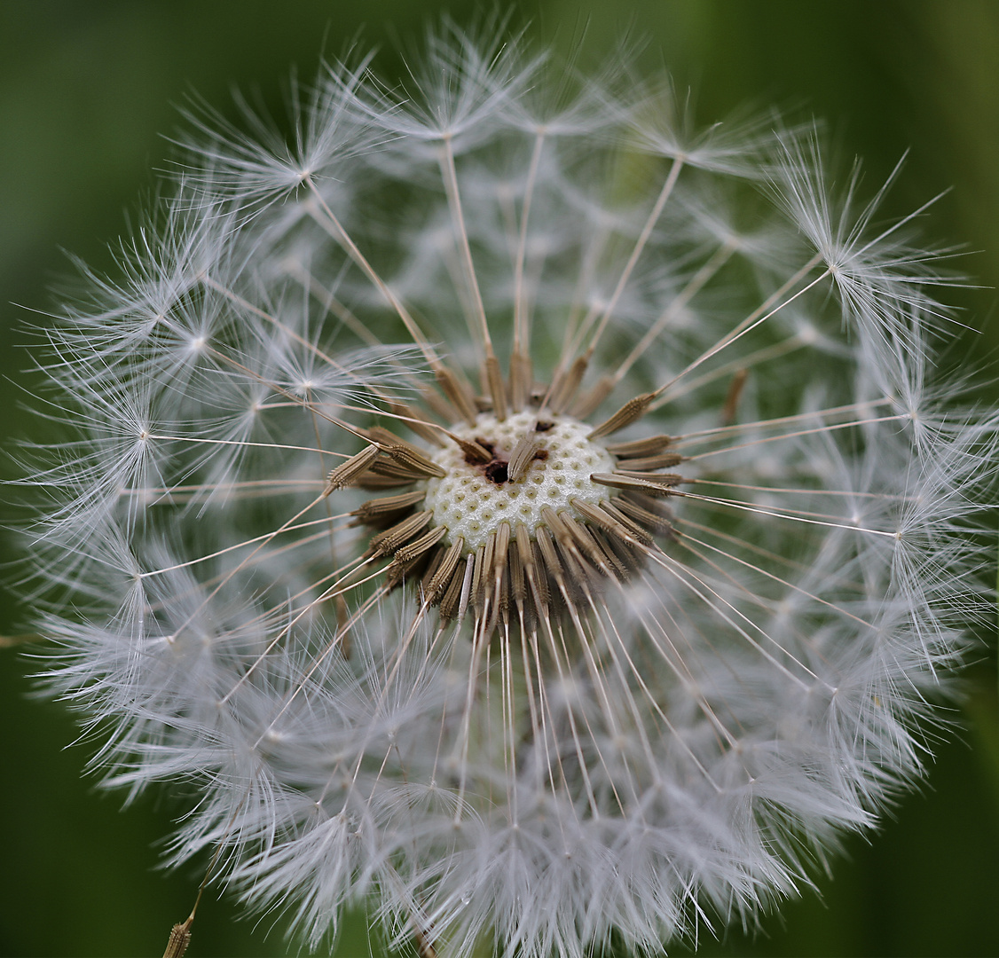 Pusteblume