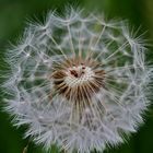 Pusteblume