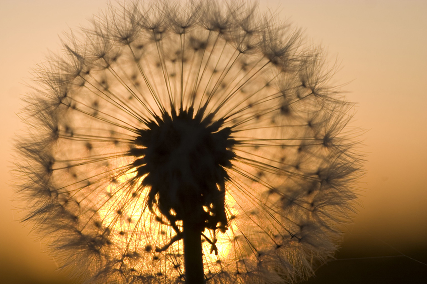 Pusteblume