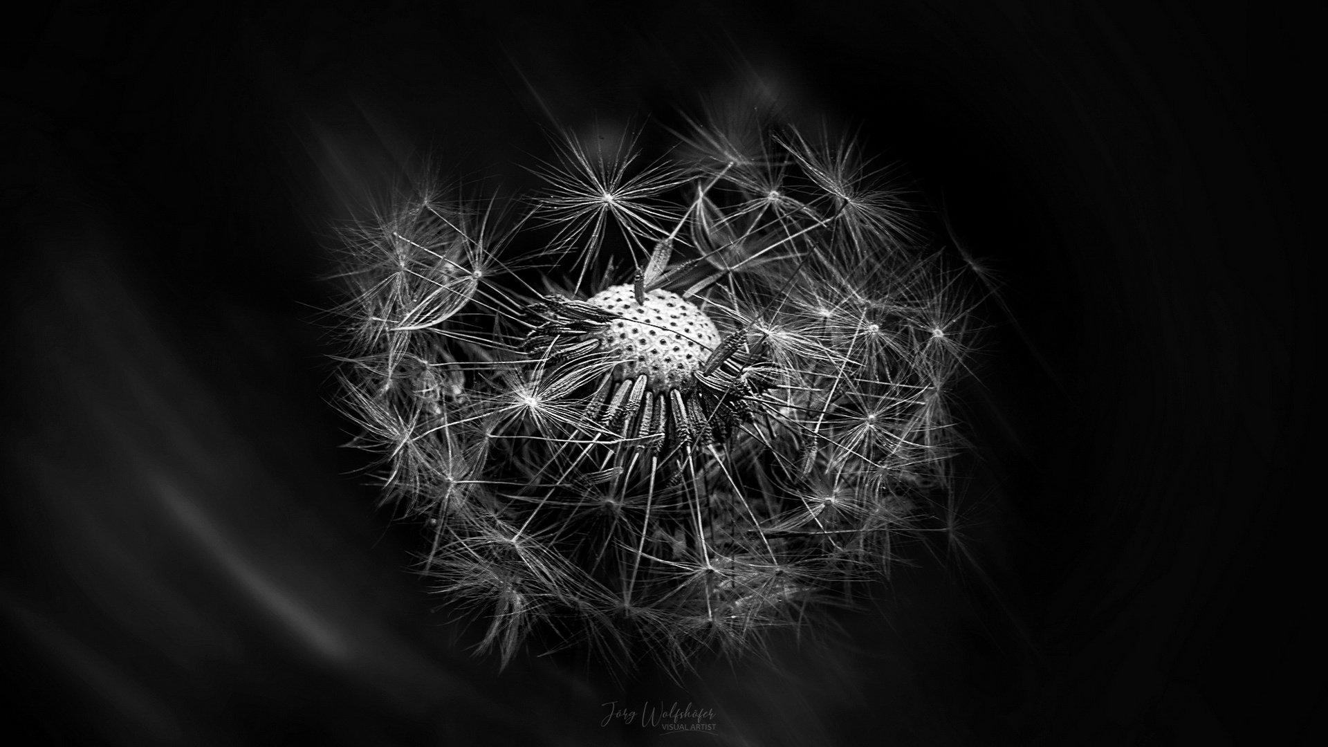 Pusteblume