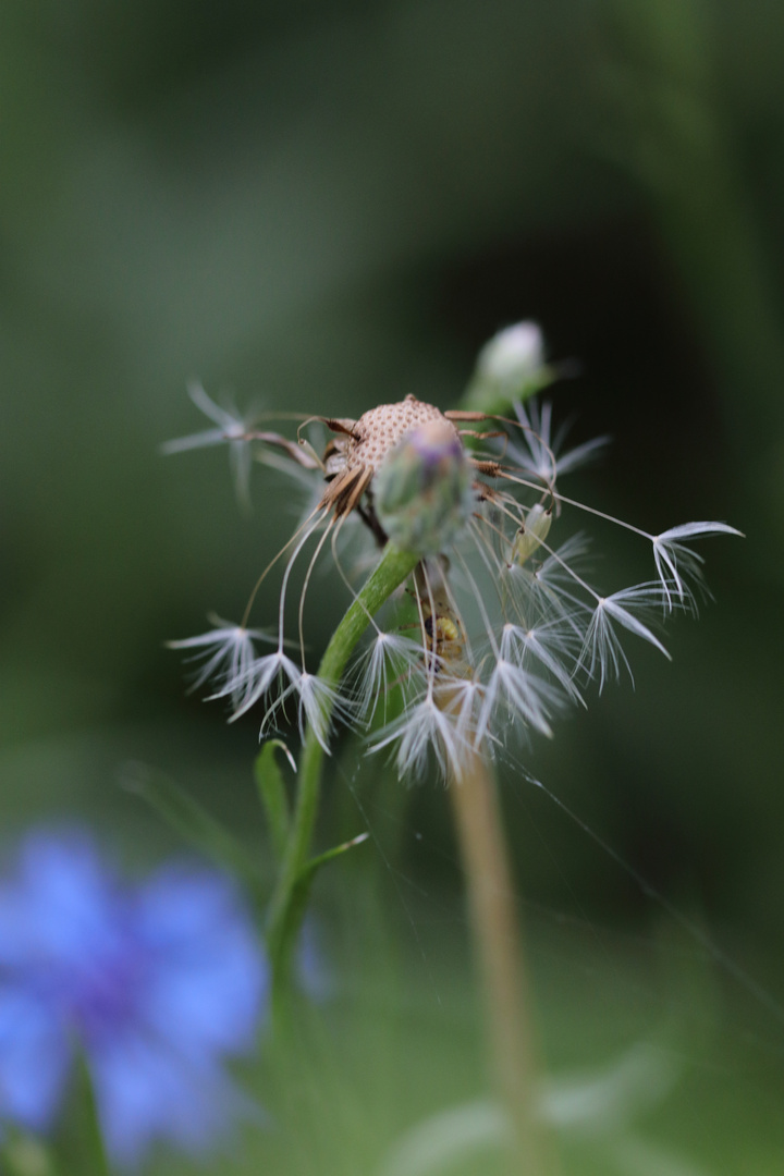 Pusteblume