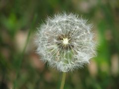 Pusteblume