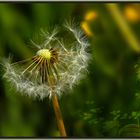 ** Pusteblume **