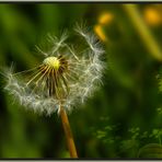 ** Pusteblume **