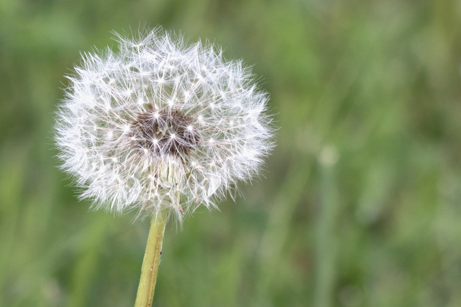 Pusteblume