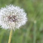 Pusteblume