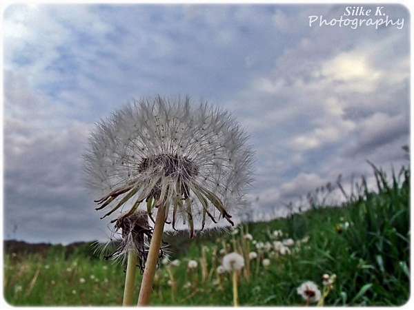 Pusteblume 01