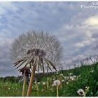 Pusteblume 01