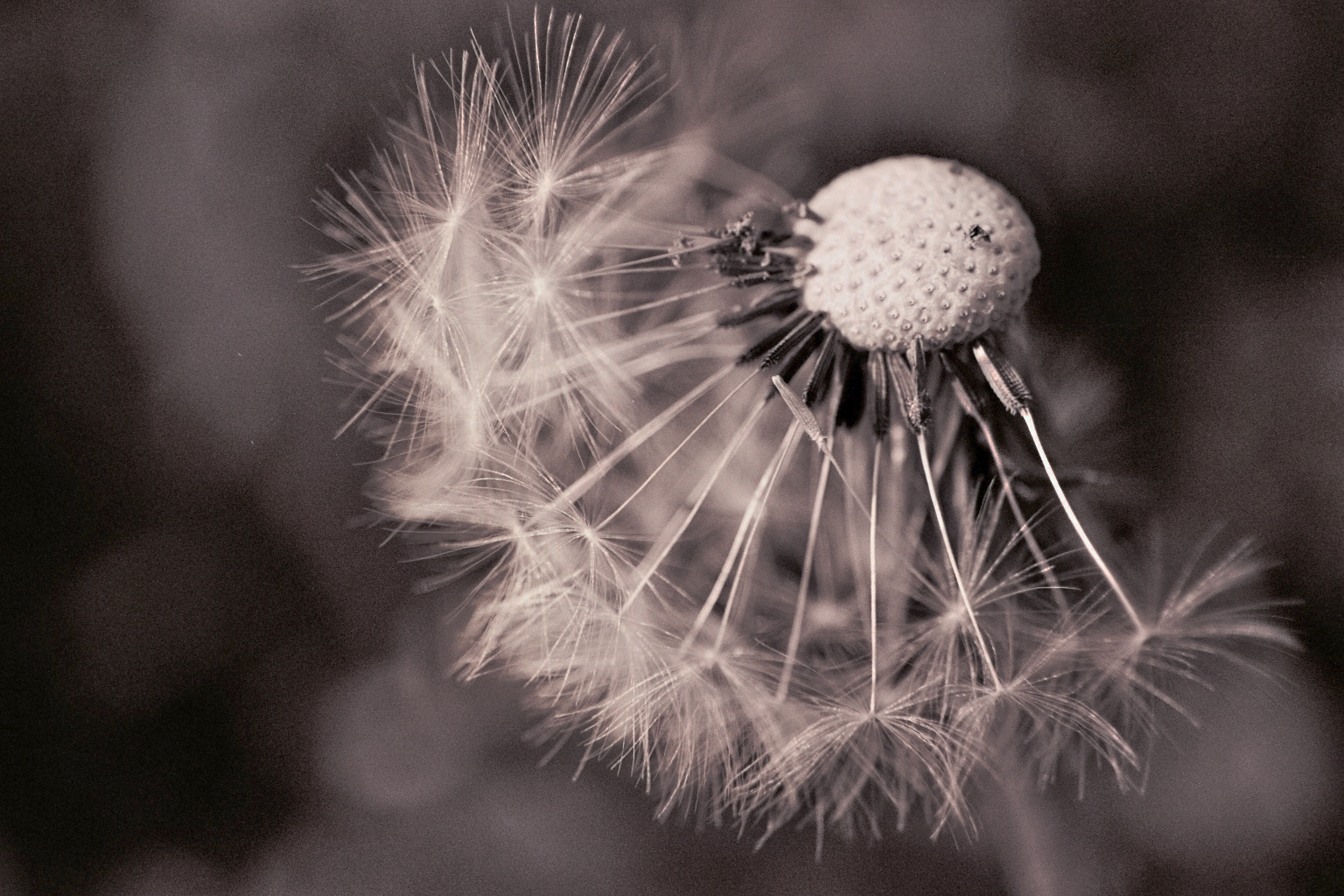 Pusteblume 01