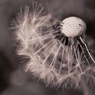 Pusteblume 01