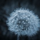 Pusteblume