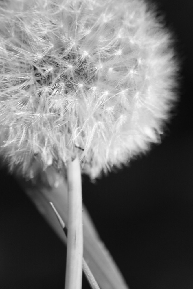 Pusteblume