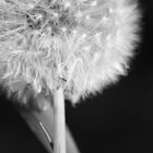 Pusteblume