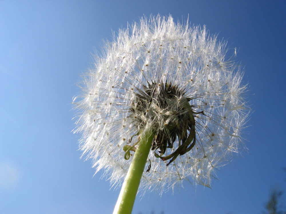 Pusteblume