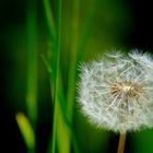 Pusteblume