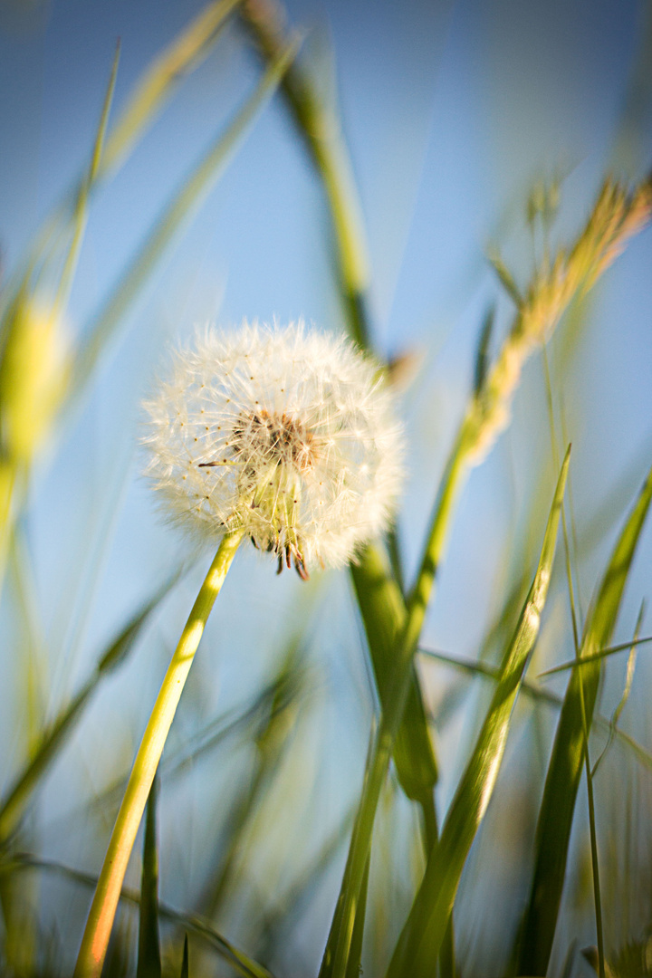 Pusteblume