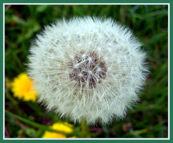 Pusteblume