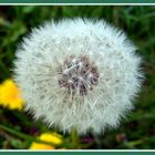 Pusteblume