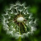 Pusteblume