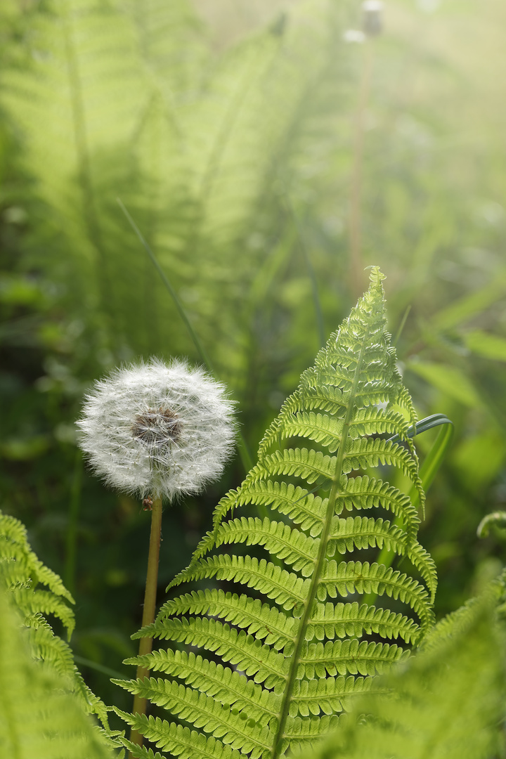 Pusteblume