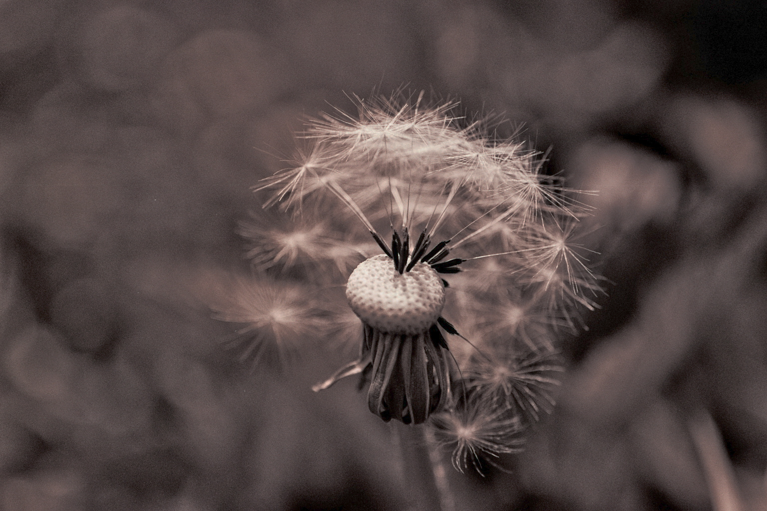 Pusteblume 02