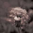 Pusteblume 02