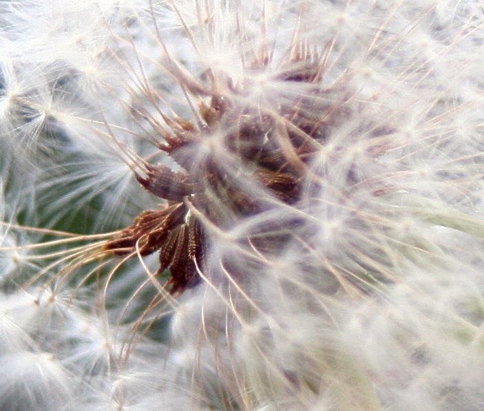 Pusteblume