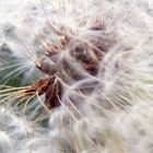 Pusteblume