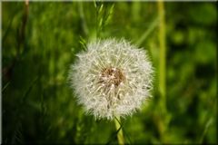 Pusteblume