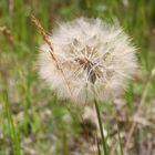 Pusteblume