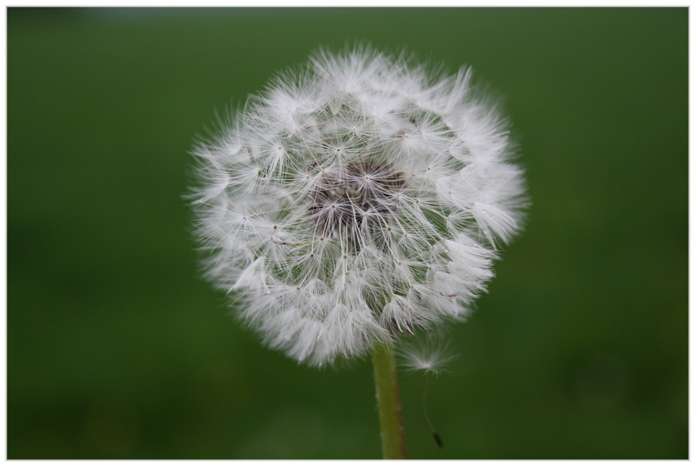 Pusteblume